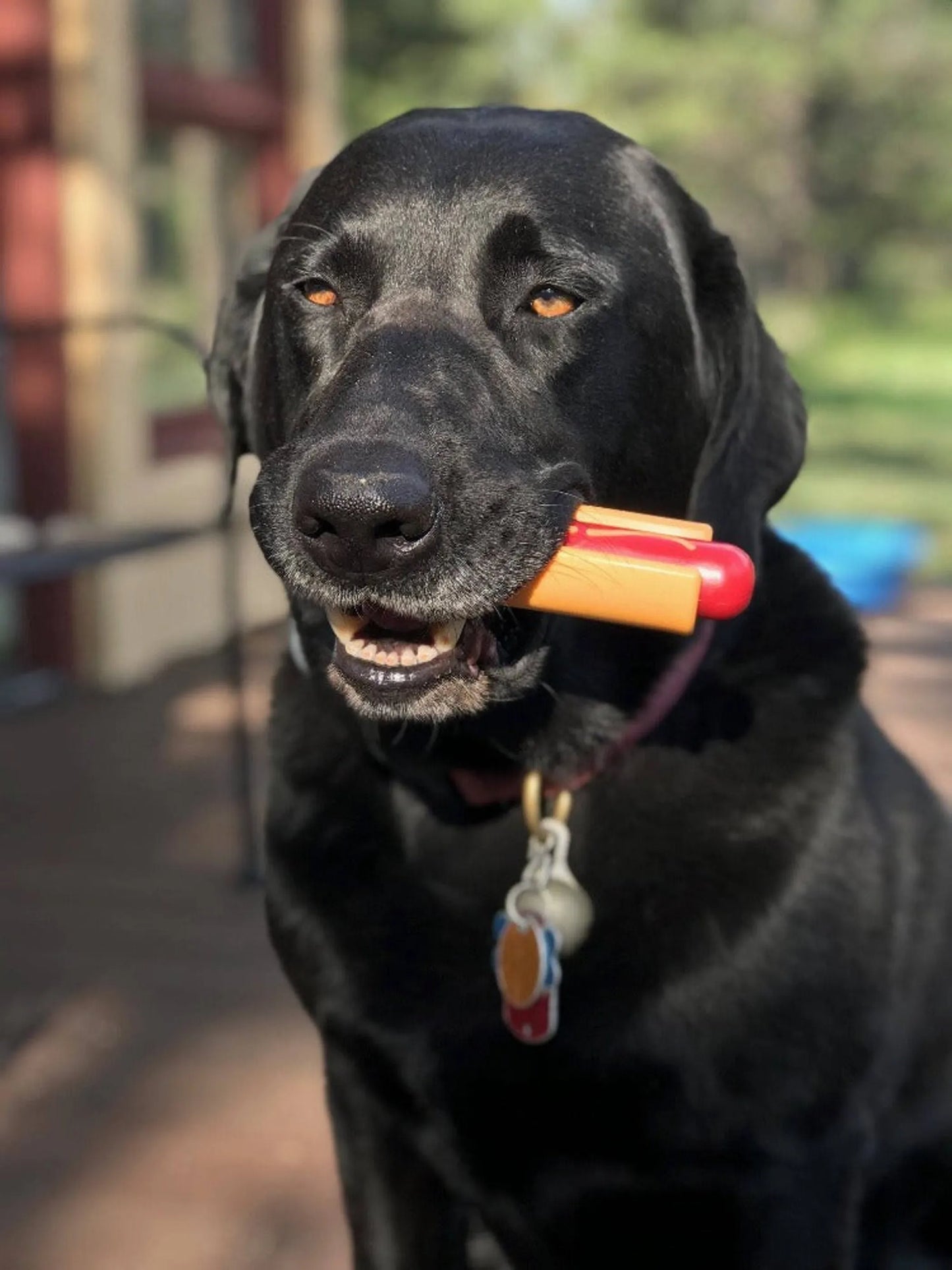 Hot Dog Nylon Dog Toy for Aggressive Chewers